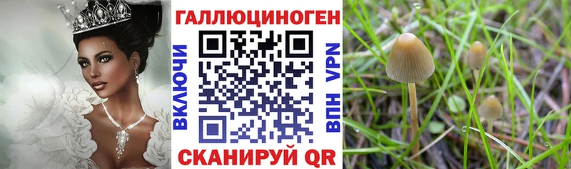 Псилоцибиновые грибы мицелий  закладка  Петровск-Забайкальский 